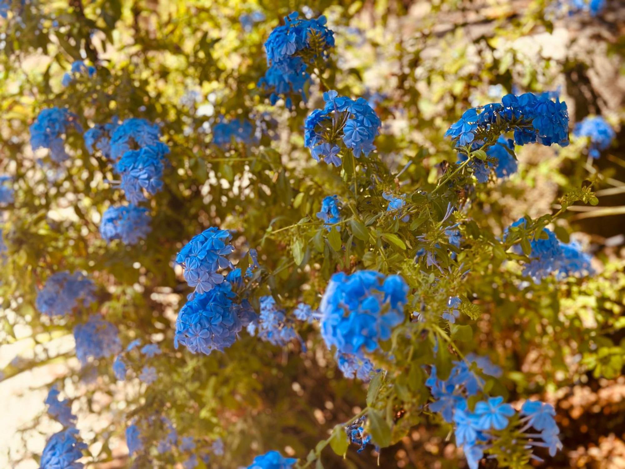 Casa Rico Frade Garden 호텔 São Pedro do Corval 외부 사진